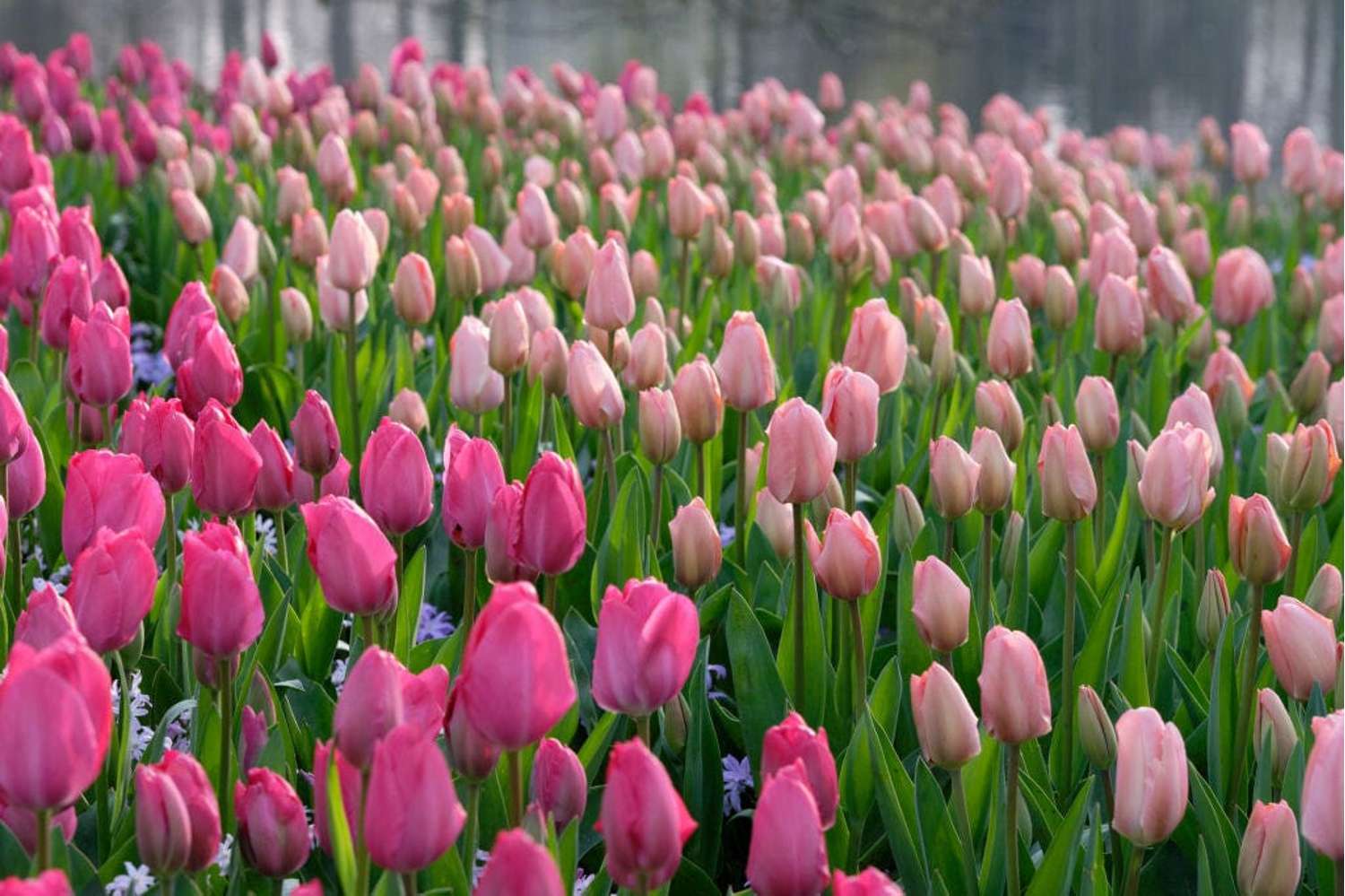 Mélange de tulipes 'Van Eijk'